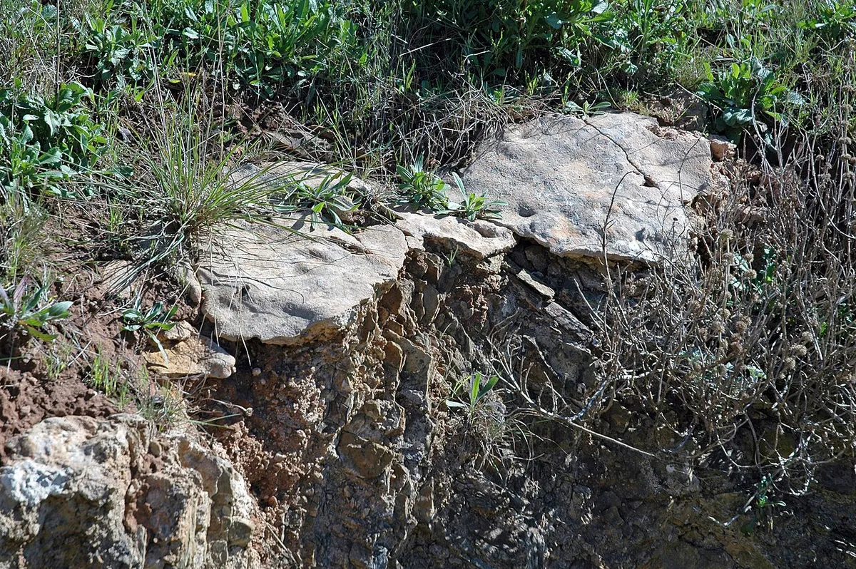 Pale plates of calcrete, a cemented caliche layer, breaking out at the edge of a road cut under topsoil